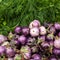 Eggplants and dill. Vegetables and herbs for sale at asian market