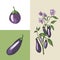 Eggplants. Fresh vegetables, different sorts on white