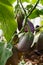 Eggplants growing on a branch in a greenhouse