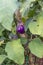 Eggplants growing in their plant