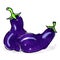 Eggplants isolated freehand drawing on white background