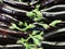 Eggplants laying side by side on the market