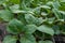 Eggplants seedlings