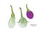Eggplants set. Hand drawing of vegetable. Vector art illustration.
