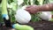 Eggplants white plants, hands take care working in the vegetable garden