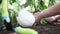 Eggplants white plants, hands take care working in the vegetable garden