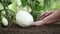 Eggplants white plants, hands take care working in the vegetable garden