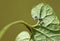 The eggs of Allancastria louristana  butterfly on Aristolochia plant