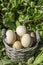 Eggs in a basket in a field of salad