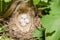 Eggs in bird nest among the branches of grapes