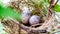 Eggs bird in nest for cover book for background