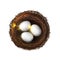 Eggs, bird nest. Poultry embryo, isolated birdnest