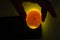 Eggs are candled to observe the development of the embryo. The hand holds a duck egg over the light source. Visible