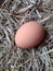 eggs in a chicken nest