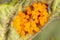 Eggs of the Colorado beetle on the leaves of potatoes