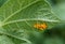 Eggs of the Colorado potato beetle