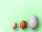 Eggs of different size on color green background. High quality photos. Chicken, quail and ostrich eggs. Colored eggs for easter