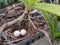 Eggs Dove Nest in a Nest