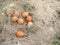 Eggs on dry grass. farmers raise chickens naturally.