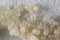 Eggs - Galleria mellonella; wax moth - bee parasite