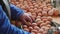 Eggs grading by weight and packaging production line at chicken farm