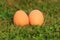 Eggs on grass