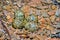 Eggs in the ground-nesting of Red-wattled lapwing bird