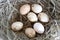 eggs at hay nest in chicken farm