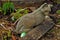 Eggs hidden for Easter egg hunt near a garden statue of a stone cat in midwestern backyard.