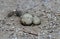 Eggs of Little tern.