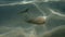 Eggs of lugworm or sandworm Arenicola sp. marina var. in protective sheath undersea