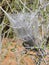 Eggs and Mature larvae, Western Tent caterpillars which are moderately sized caterpillars, or moth larvae, genus Malacosoma, famil