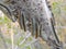 Eggs and Mature larvae, Western Tent caterpillars which are moderately sized caterpillars, or moth larvae, genus Malacosoma, famil