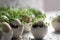 Eggs with microgreen sprouts in eggshells on white background. AI generated