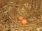 Eggs in natural straw hens nest. Organic brown-shelled eggs. Happy Easter.