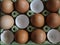 Eggs nutrition food shell hen clear yolk