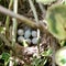 Eggs from oval strong shell waiting their mother in nest