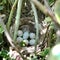 Eggs from oval strong shell waiting their mother in nest