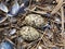 Eggs of Pied Oystercatcher