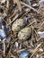 Eggs of Pied Oystercatcher