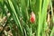 Eggs pink color of Cherry snail in the rice fields