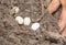 Eggs of reptiles in the soil