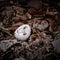 An eggshell on a Compost Heap