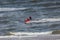 Egmond aan Zee, Netherlands - July 18, 2019: a member of the dutch coastguard  on a jet ski in the north sea