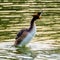 Egreat crested grebe splashing on lake