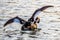 Egreat crested grebe with spread wings on lake