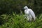 Egret