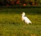 Egret