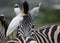 Egret amongst Zebra