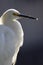 Egret back light